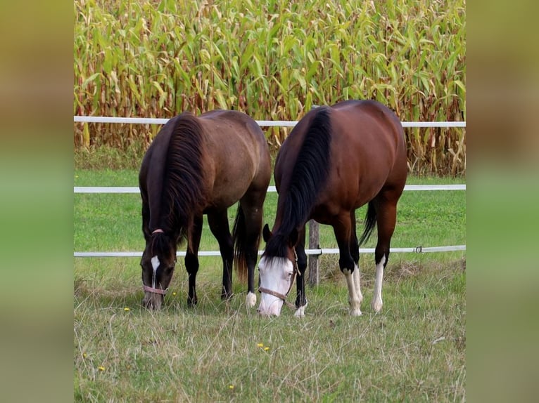 American Quarter Horse Klacz 6 lat 152 cm Gniada in Schlammersdorf
