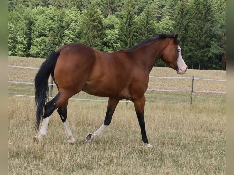 American Quarter Horse Klacz 6 lat 152 cm Gniada in Schlammersdorf