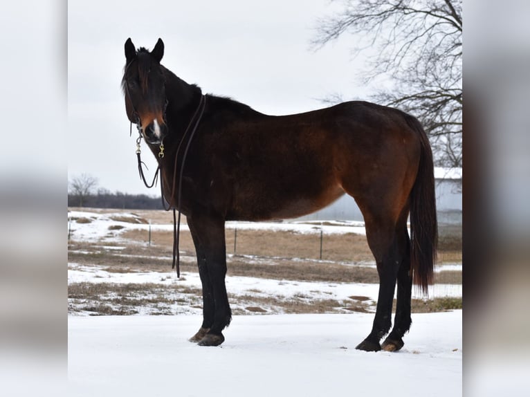 American Quarter Horse Klacz 6 lat 152 cm Gniada in Sulphur Springs