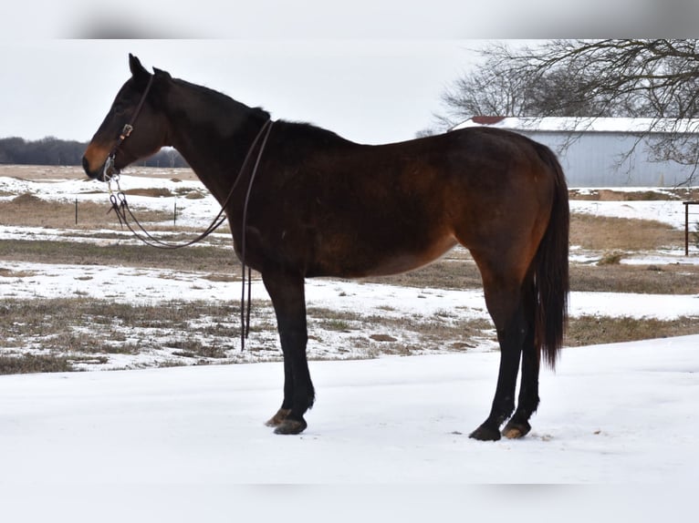 American Quarter Horse Klacz 6 lat 152 cm Gniada in Sulphur Springs