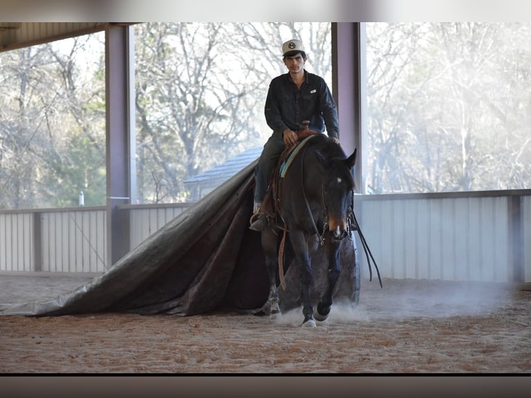 American Quarter Horse Klacz 6 lat 152 cm Gniada in Sulphur Springs