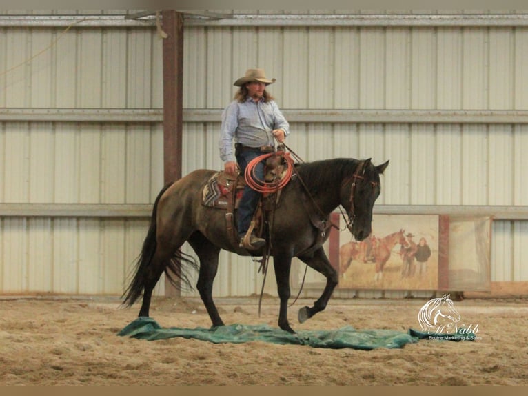 American Quarter Horse Klacz 6 lat 152 cm Grullo in Cody