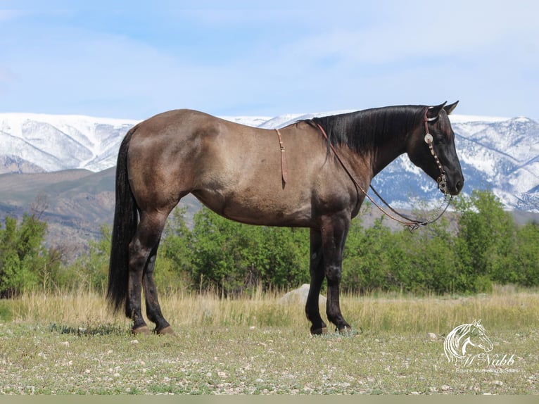 American Quarter Horse Klacz 6 lat 152 cm Grullo in Cody