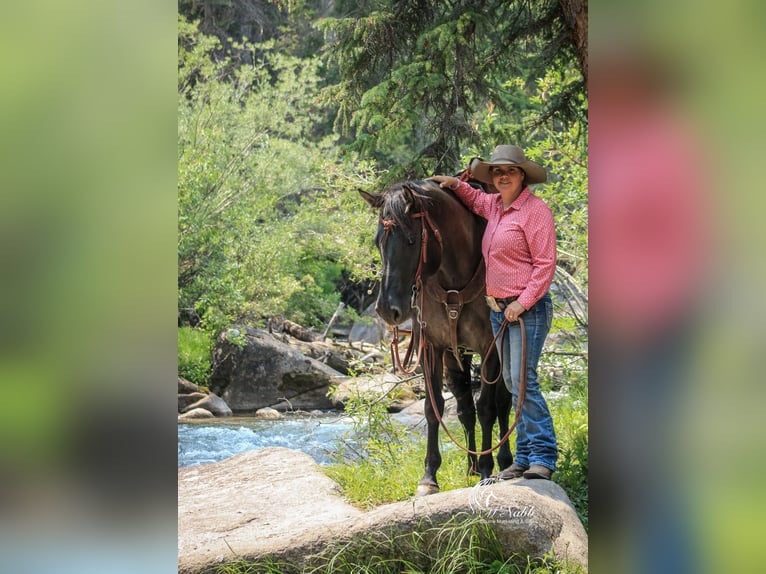 American Quarter Horse Klacz 6 lat 152 cm Grullo in Cody