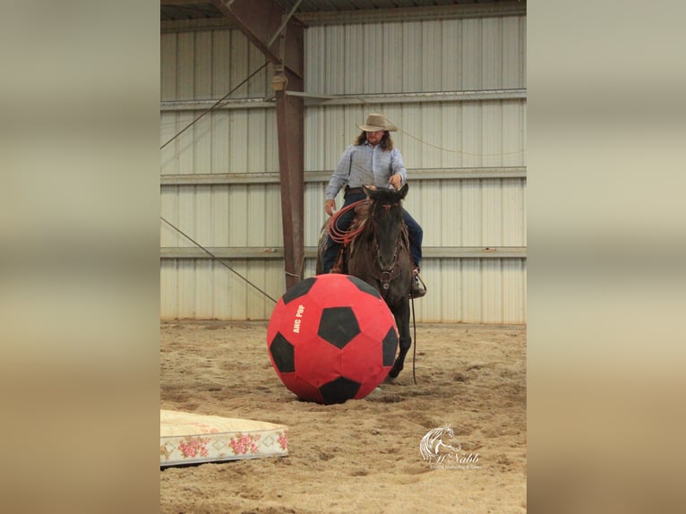 American Quarter Horse Klacz 6 lat 152 cm Grullo in Cody