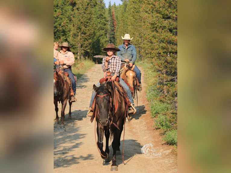 American Quarter Horse Klacz 6 lat 152 cm Grullo in Cody