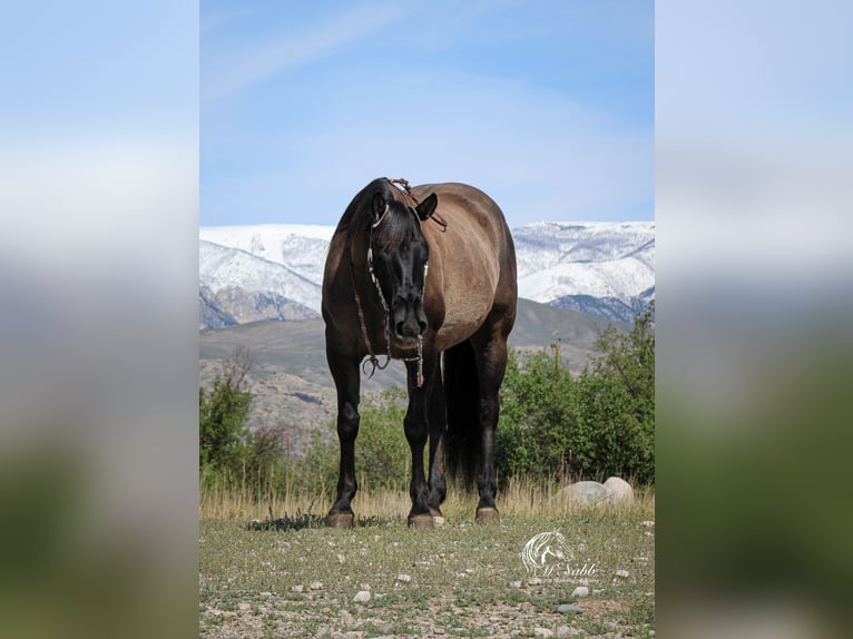 American Quarter Horse Klacz 6 lat 152 cm Grullo in Cody