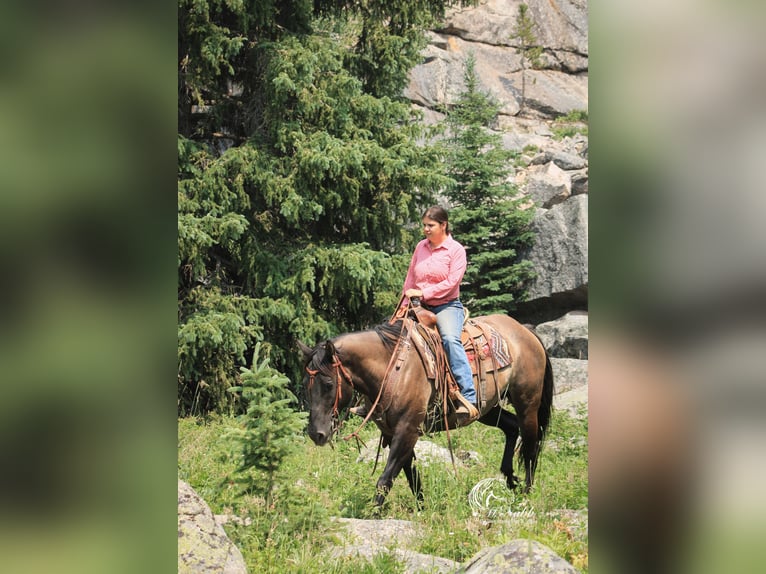 American Quarter Horse Klacz 6 lat 152 cm Grullo in Cody