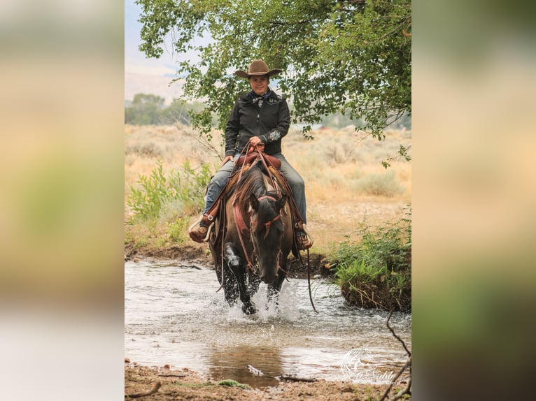 American Quarter Horse Klacz 6 lat 152 cm Grullo in Cody