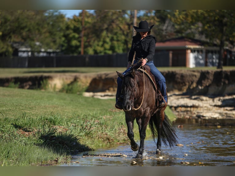 American Quarter Horse Klacz 6 lat 152 cm Grullo in Joshua