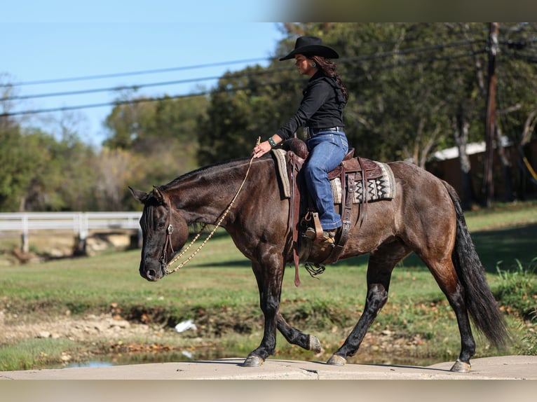 American Quarter Horse Klacz 6 lat 152 cm Grullo in Joshua