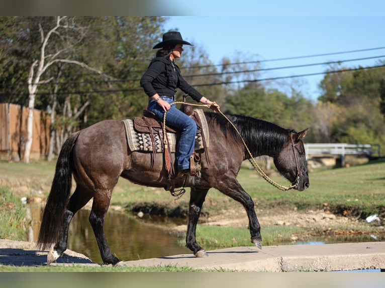 American Quarter Horse Klacz 6 lat 152 cm Grullo in Joshua