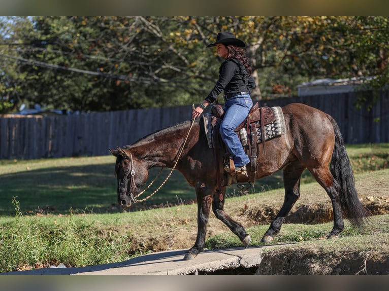 American Quarter Horse Klacz 6 lat 152 cm Grullo in Joshua