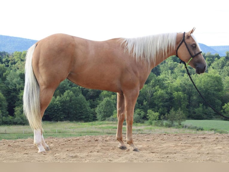 American Quarter Horse Mix Klacz 6 lat 152 cm Izabelowata in Liverpool, PA