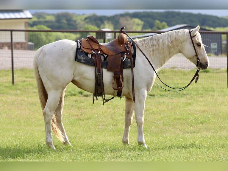 American Quarter Horse Klacz 6 lat 152 cm Izabelowata in Mineral Wells