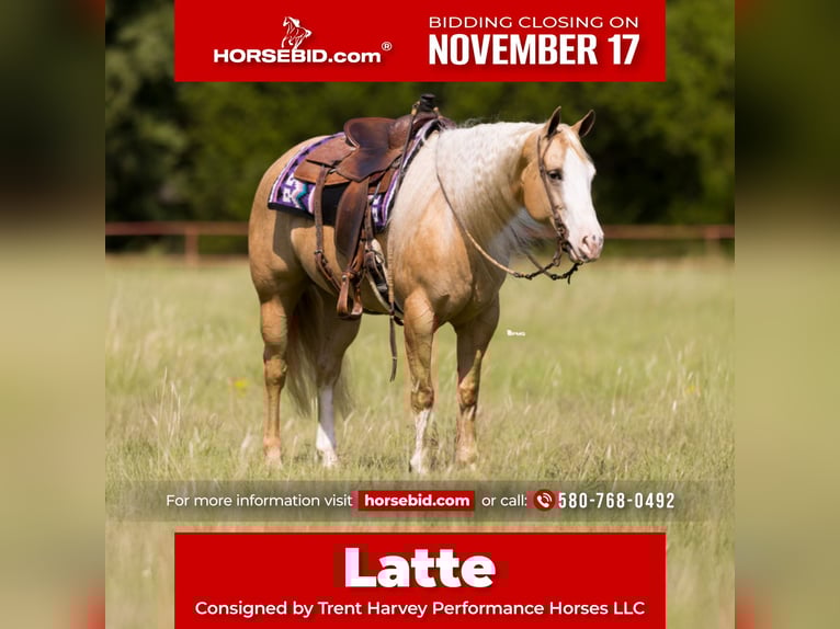 American Quarter Horse Klacz 6 lat 152 cm Izabelowata in Marietta