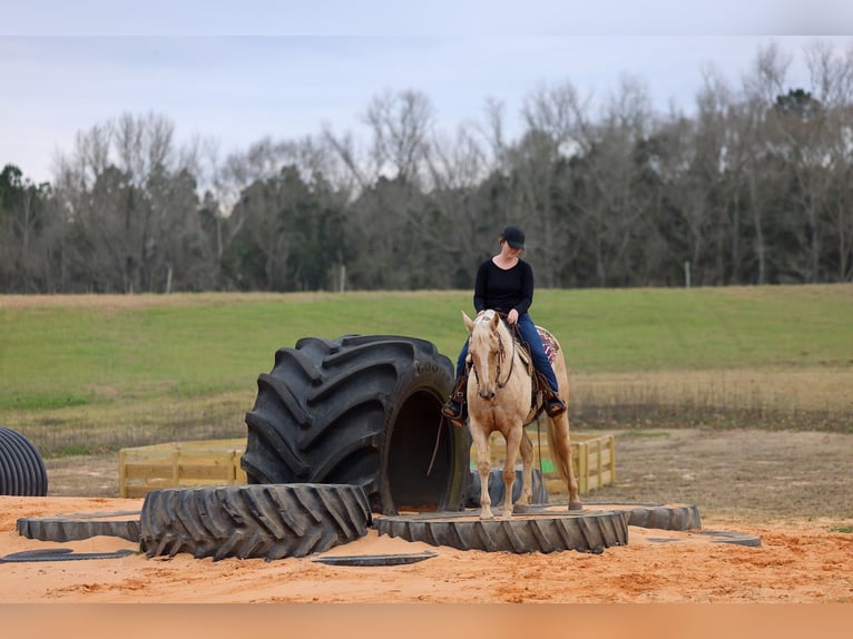 American Quarter Horse Klacz 6 lat 152 cm Izabelowata in Grand Bay