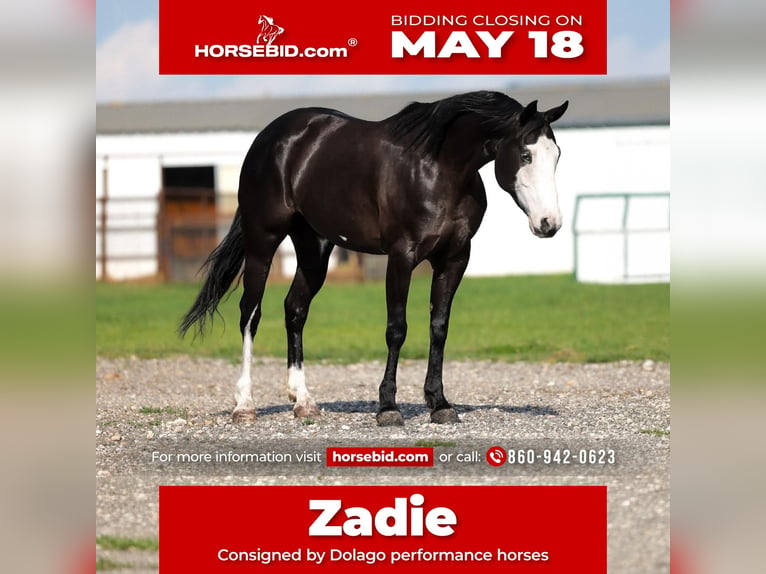 American Quarter Horse Klacz 6 lat 152 cm Kara in Ripley
