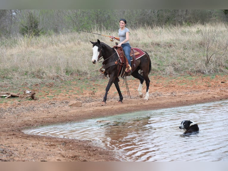 American Quarter Horse Klacz 6 lat 152 cm Kara in Ripley