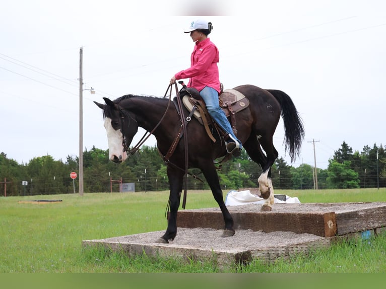 American Quarter Horse Klacz 6 lat 152 cm Kara in Ripley