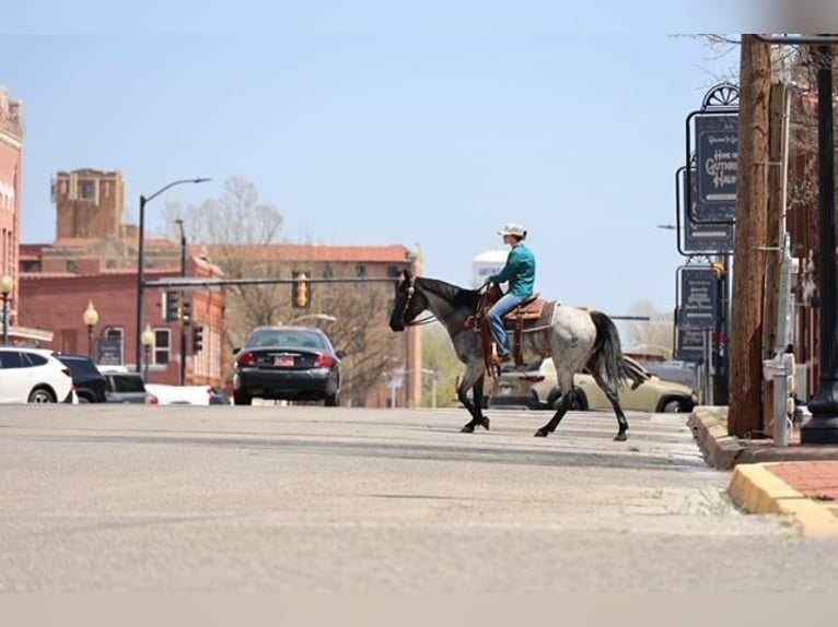 American Quarter Horse Klacz 6 lat 152 cm Karodereszowata in Ripley