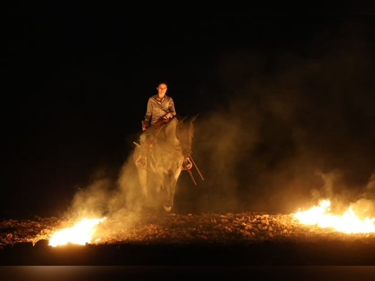 American Quarter Horse Klacz 6 lat 152 cm Karodereszowata in Ripley