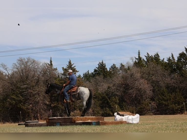 American Quarter Horse Klacz 6 lat 152 cm Karodereszowata in Ripley