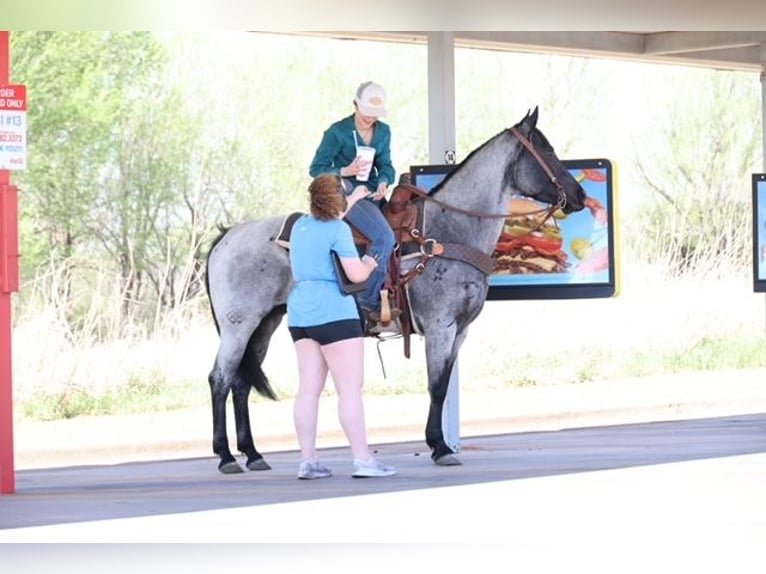 American Quarter Horse Klacz 6 lat 152 cm Karodereszowata in Ripley