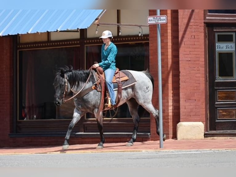 American Quarter Horse Klacz 6 lat 152 cm Karodereszowata in Ripley