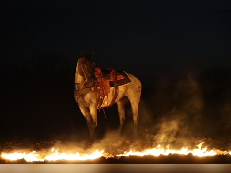 American Quarter Horse Klacz 6 lat 152 cm Karodereszowata in Ripley