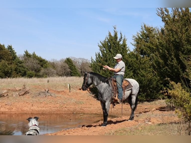 American Quarter Horse Klacz 6 lat 152 cm Karodereszowata in Ripley