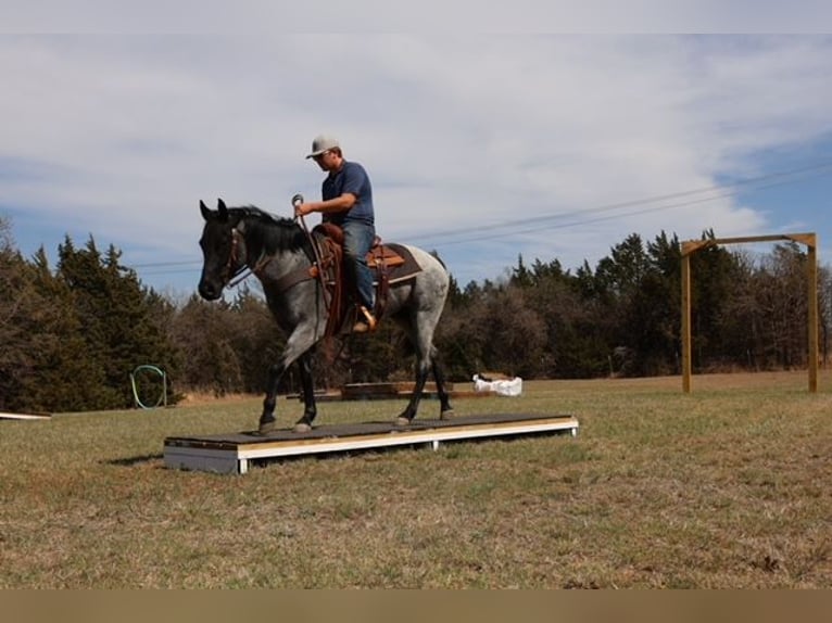 American Quarter Horse Klacz 6 lat 152 cm Karodereszowata in Ripley