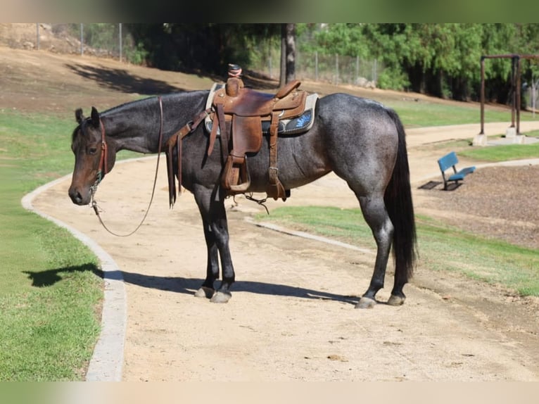 American Quarter Horse Klacz 6 lat 152 cm Karodereszowata in Norco