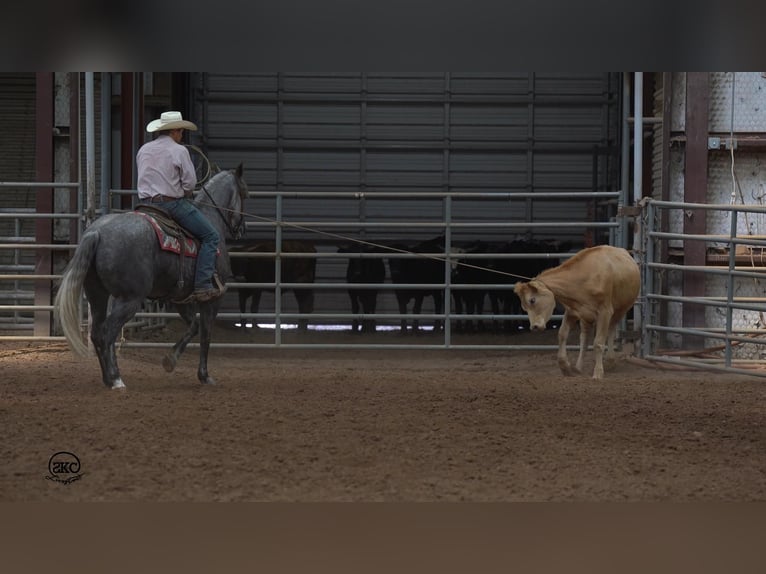 American Quarter Horse Klacz 6 lat 152 cm Siwa in Canyon, TX