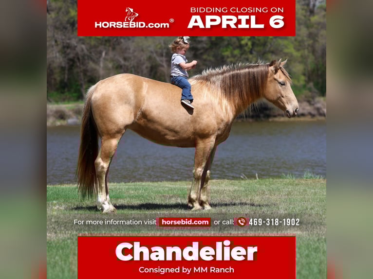 American Quarter Horse Klacz 6 lat 152 cm Szampańska in Forney