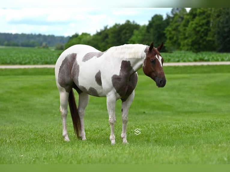 American Quarter Horse Klacz 6 lat 152 cm Tobiano wszelkich maści in Lodi