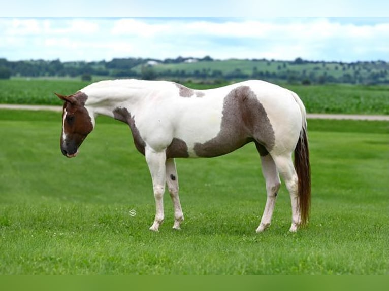 American Quarter Horse Klacz 6 lat 152 cm Tobiano wszelkich maści in Lodi