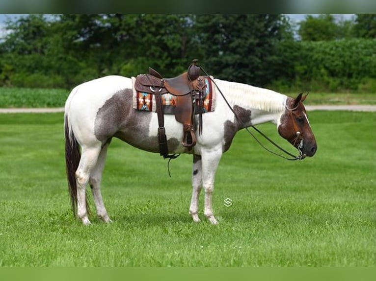 American Quarter Horse Klacz 6 lat 152 cm Tobiano wszelkich maści in Lodi