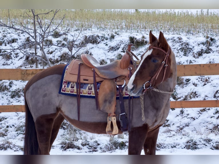 American Quarter Horse Klacz 6 lat 153 cm Ciemnokasztanowata in Reichelsheim