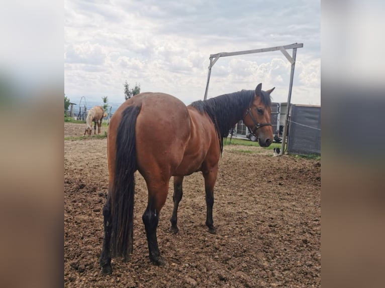 American Quarter Horse Klacz 6 lat 153 cm Gniada in Haag