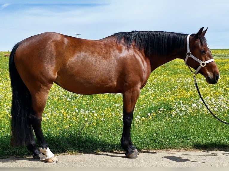 American Quarter Horse Klacz 6 lat 153 cm Gniada in Göggingen