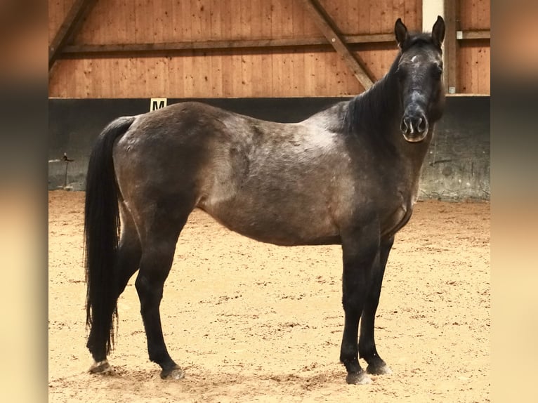 American Quarter Horse Klacz 6 lat 153 cm Grullo in Weißenhorn