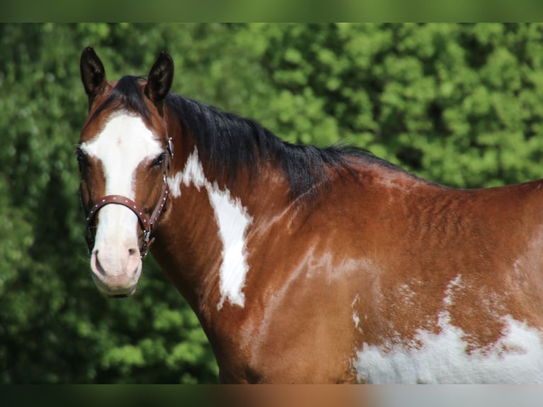 American Quarter Horse Klacz 6 lat 153 cm Overo wszelkich maści in Schwarzach