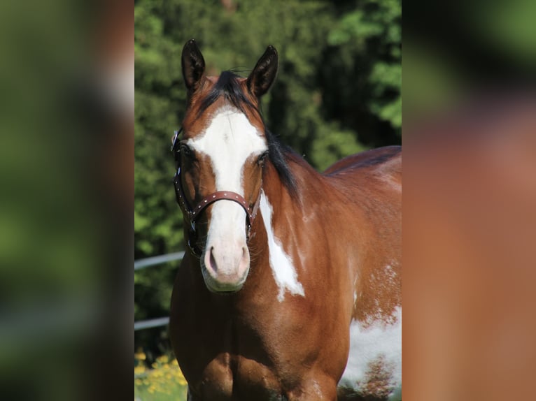 American Quarter Horse Klacz 6 lat 153 cm Overo wszelkich maści in Schwarzach