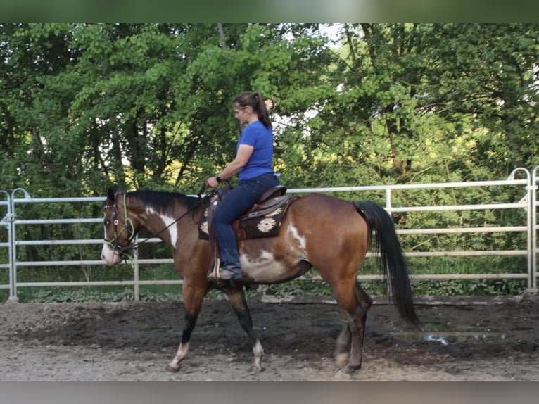 American Quarter Horse Klacz 6 lat 153 cm Overo wszelkich maści in Schwarzach