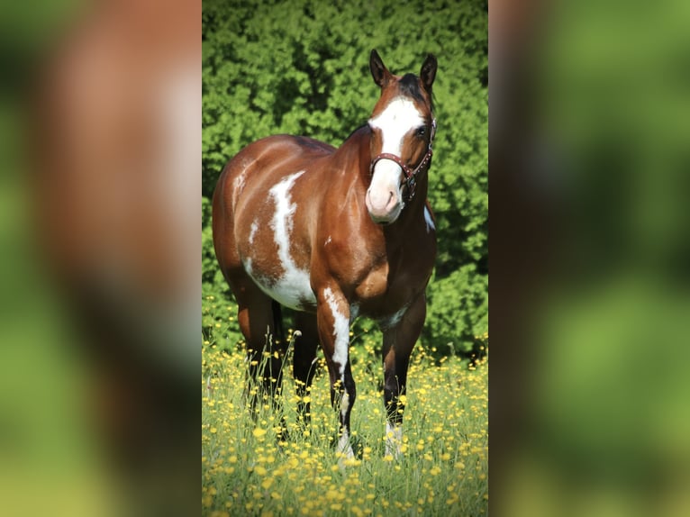 American Quarter Horse Klacz 6 lat 153 cm Overo wszelkich maści in Schwarzach