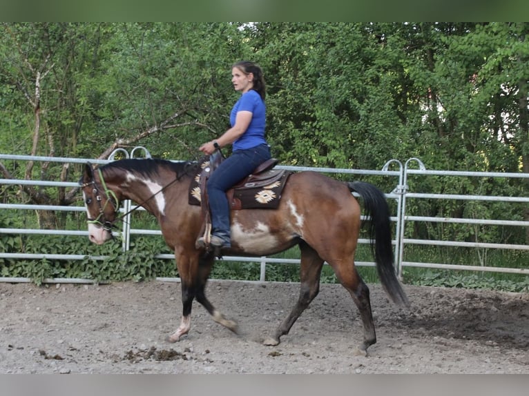 American Quarter Horse Klacz 6 lat 153 cm Overo wszelkich maści in Schwarzach