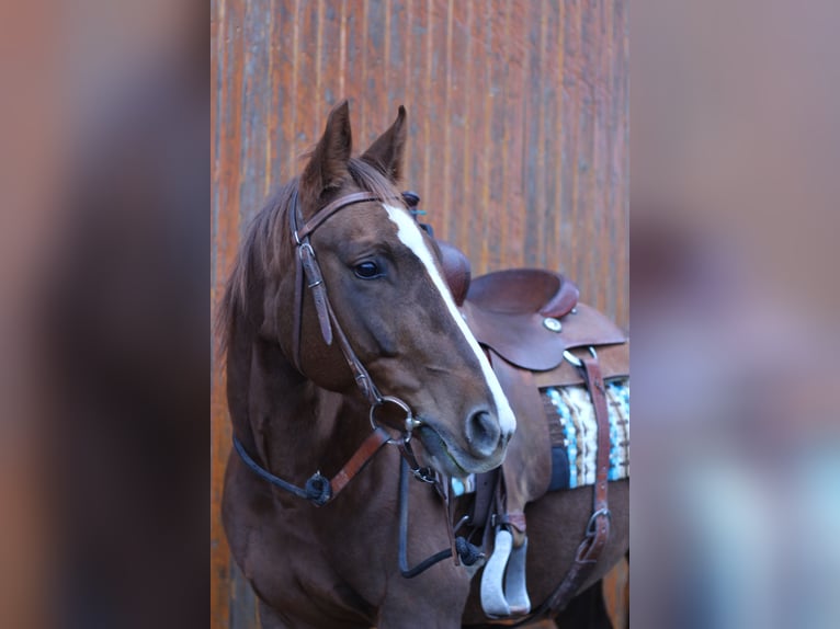 American Quarter Horse Klacz 6 lat 154 cm Ciemnokasztanowata in Reichelsheim