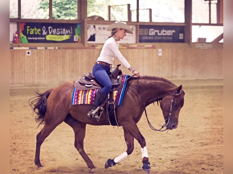 American Quarter Horse Klacz 6 lat 154 cm Kasztanowata in Spalt