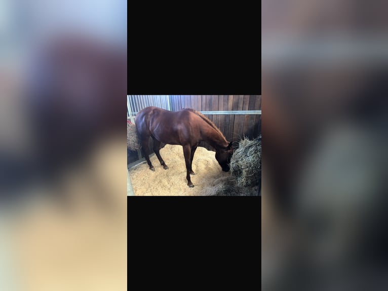American Quarter Horse Klacz 6 lat 154 cm Kasztanowata in Spalt